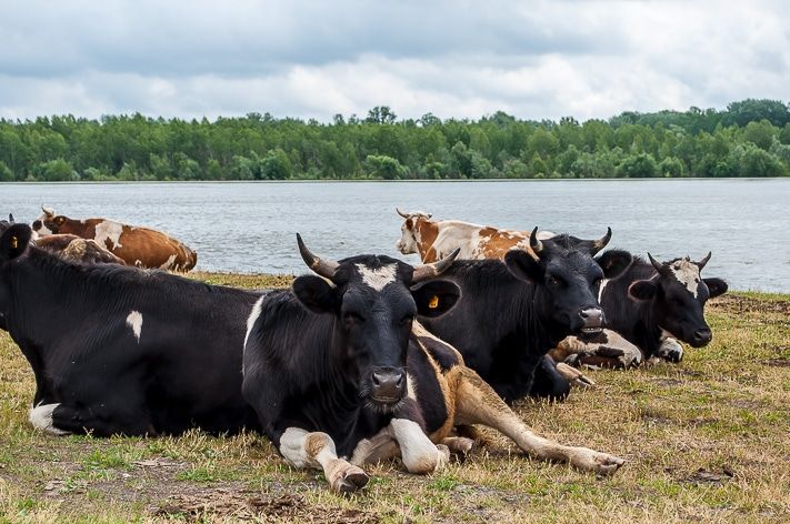 Томские новости, В Томской области наградят лучших доярок В Томской области наградят лучших доярок