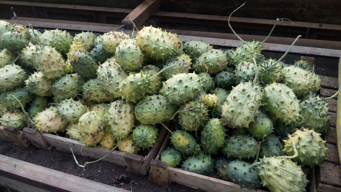 Томские новости, В Ботсаду ТГУ собрали урожай африканских огурцов В Ботсаду ТГУ собрали урожай африканских огурцов