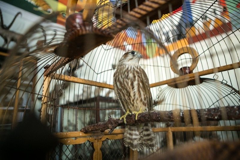 Томские новости, Орнитологи ТГУ выхаживают краснокнижного сокола (ФОТО) Орнитологи ТГУ выхаживают краснокнижного сокола (ФОТО)