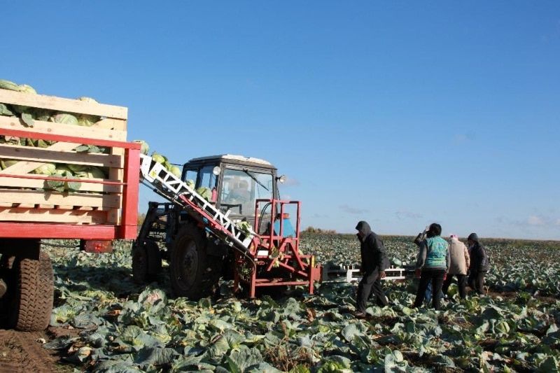 Томские новости, Первый транспортер-погрузчик капусты вышел на поля Томского района Первый транспортер-погрузчик капусты вышел на поля Томского района