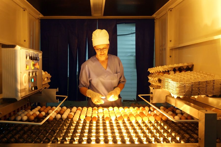 Они крутые!Чем полезны яйца от местного производителя