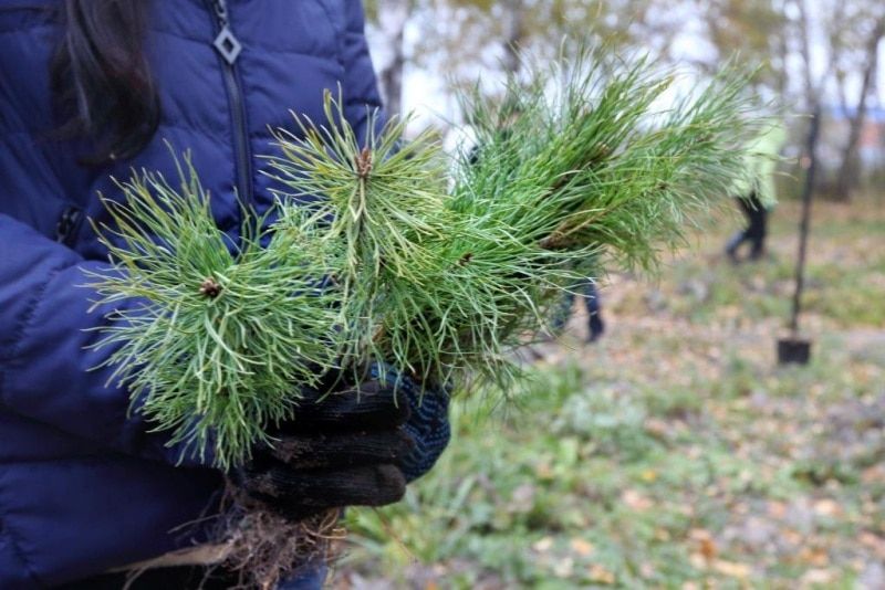 Городское благоустройство, Томские новости, Участники второго осеннего субботника в Томске высадили более 3,3 тыс. саженцев Участники второго осеннего субботника в Томске высадили более 3,3 тыс. саженцев