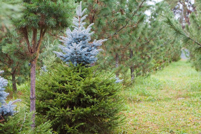 Томские новости, Общественные лесные инспекторы появятся в Томской области до конца года Общественные лесные инспекторы появятся в Томской области до конца года