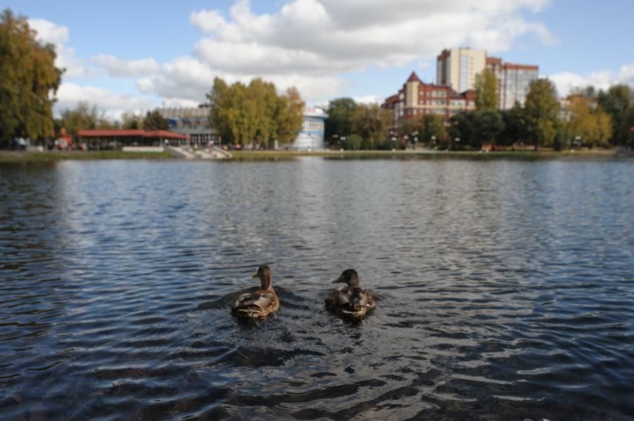 Погода и природа, Томские новости, Экология, экология защита природы восстановление водоёмов Два пруда в Томском районе дореабилитируют в этом году