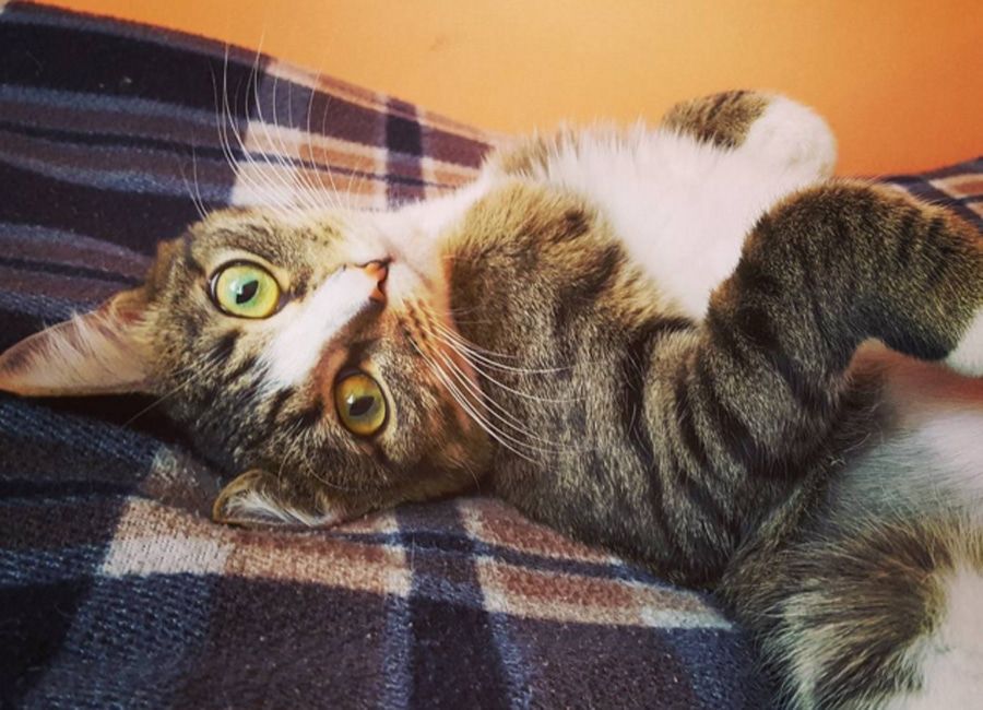 Посмотри! 10 самых очаровательных томских котиков