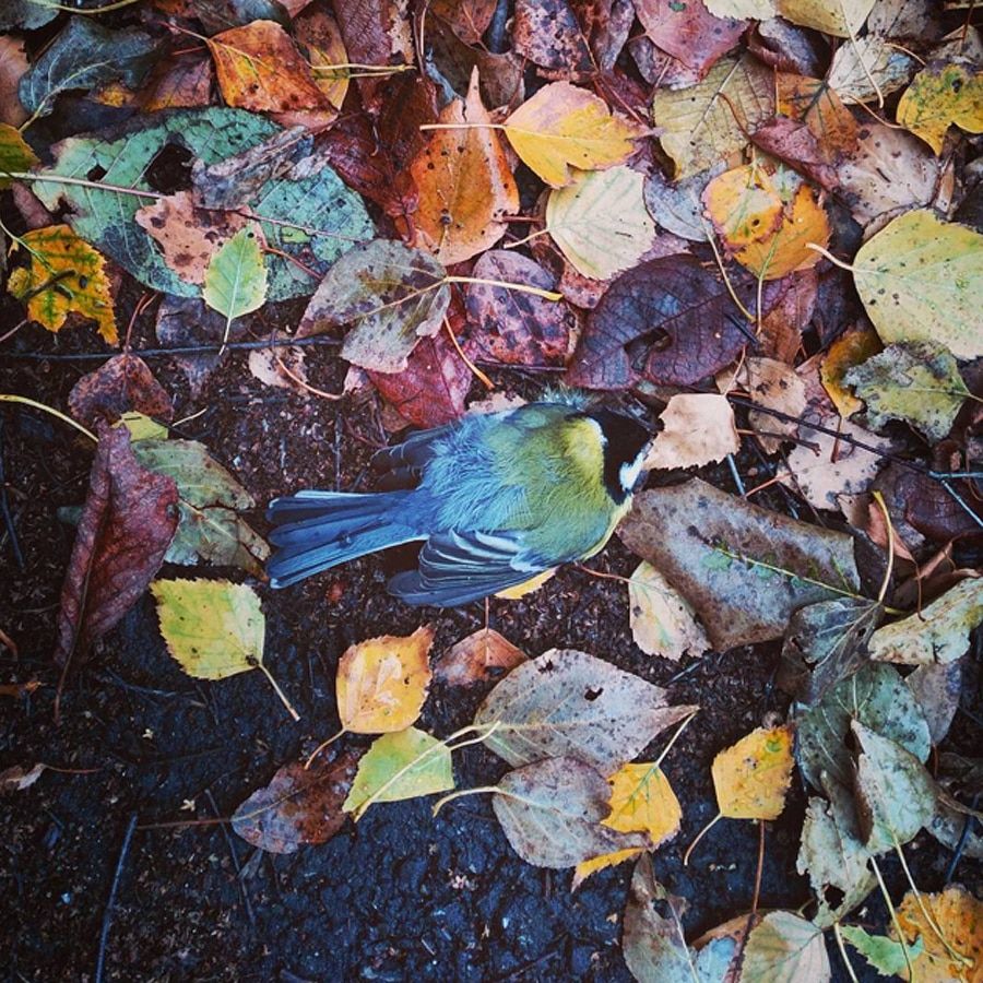 Дневник недели.Instagram: змеи, мох и формалин