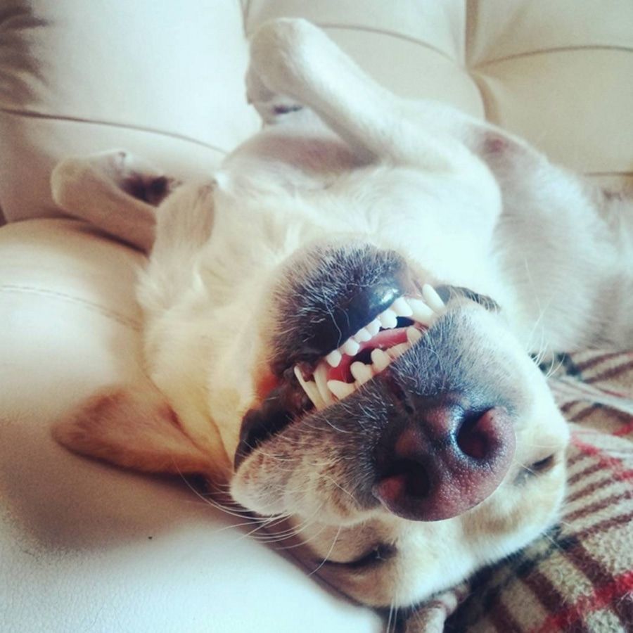 Посмотри! 10 томских собак, которые не оставят вас равнодушными