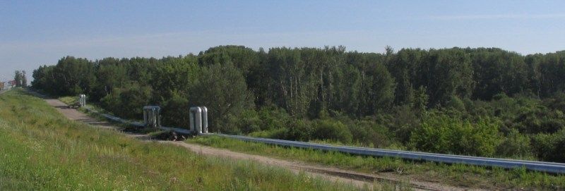 Благотворительность, Томские новости, В Михайловской роще в Томске снесут почти 230 деревьев В Михайловской роще в Томске снесут почти 230 деревьев