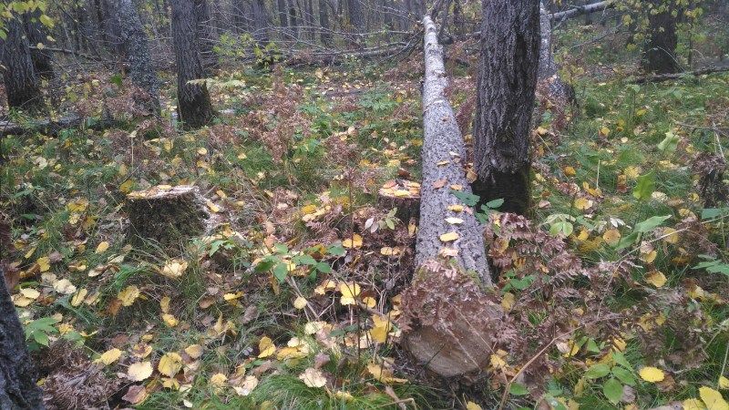 Томские новости, В Томском районе лесничий «просмотрел» три незаконные рубки леса В Томском районе лесничий «просмотрел» три незаконные рубки леса