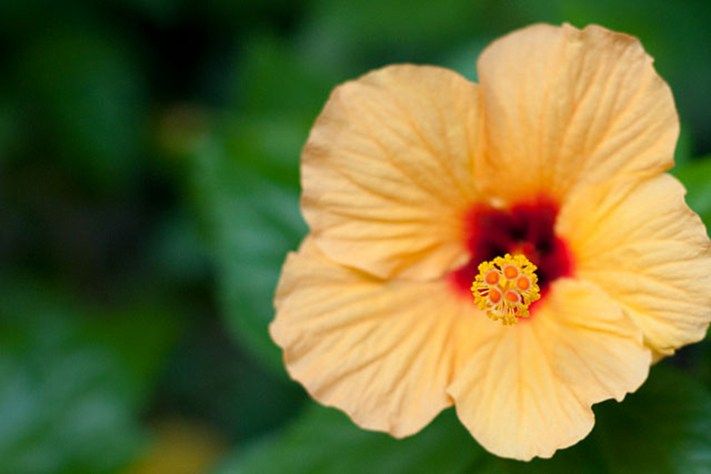 Томские новости, Томичам расскажут о растениях в кулинарии, медицине и искусстве Франции Томичам расскажут о растениях в кулинарии, медицине и искусстве Франции