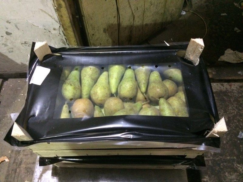 Томские новости, В Томске уничтожили «санкционные» груши из Польши В Томске уничтожили «санкционные» груши из Польши