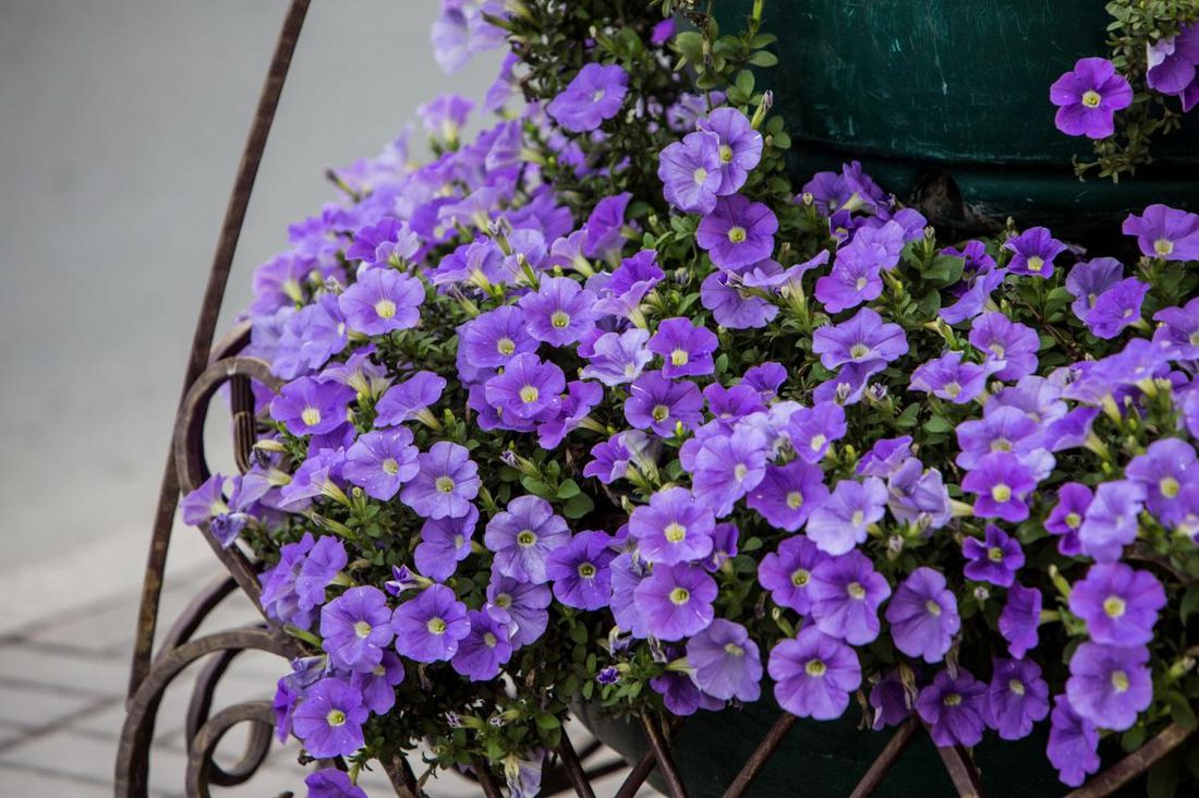 Городское благоустройство, Томские новости, рейтинговое голосование благоустройство комфортная городская среда Жители Томской области 18 марта выберут общественные пространства для благоустройства