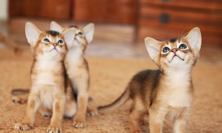 Томские новости, животные прокуратура котики песики Томская прокуратура не дала ввести ответственность хозяев за незапланированное потомство животных