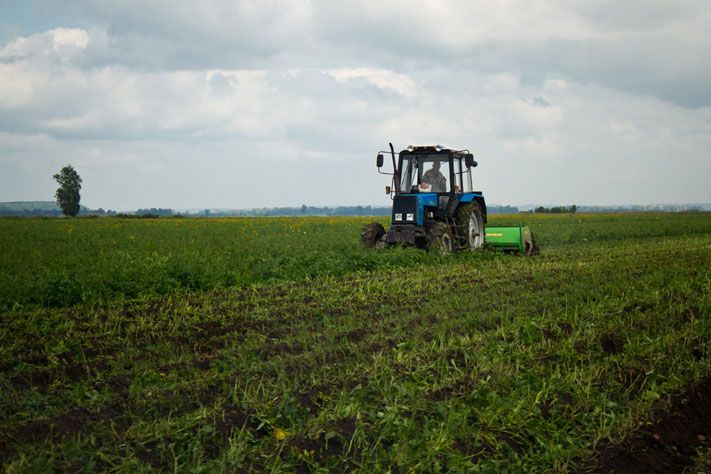 Томские новости, картофель посадили картошку посевная В Томской области начинают сажать картофель