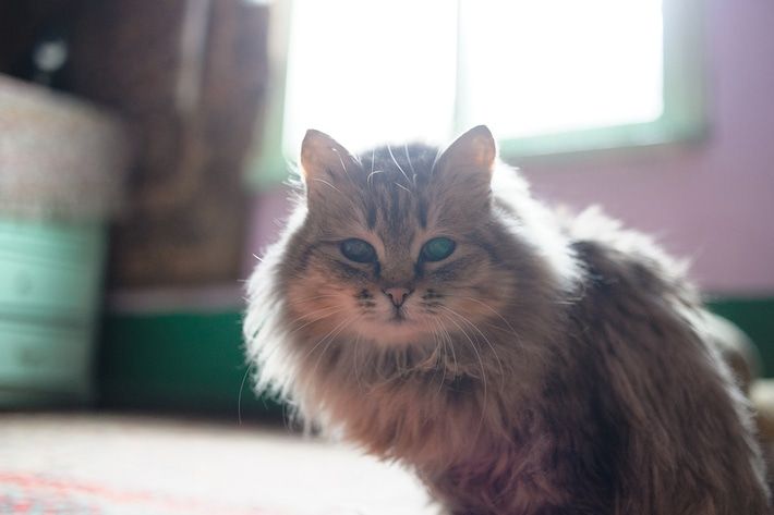 Благотворительность, Томские новости, распродажа гаражная распродажа ярмарка животные помощь животным приюты для животных Томичей приглашают на благотворительную гаражную распродажу