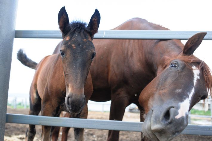 Отдых, Томские новости, фестиваль скачки колпаков ферма Вершинино Фестиваль славянских традиций со скачками пройдет в томском селе