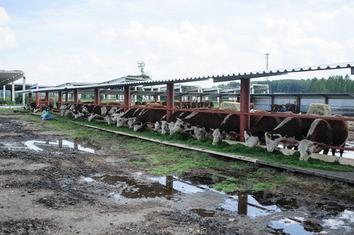 Предприятия Томска и области, Томские новости, ферма мясо строительство ТДСК предприятия коровники животноводство в Томской области Российско-китайский холдинг завершил строительство мясной фермы в Томской области