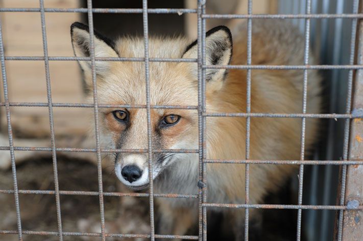 Происшествия, Томские новости, лиса бешенство домашние животные угроза нападения Из-за бешеной лисы в одном из сел Томской области ввели карантин