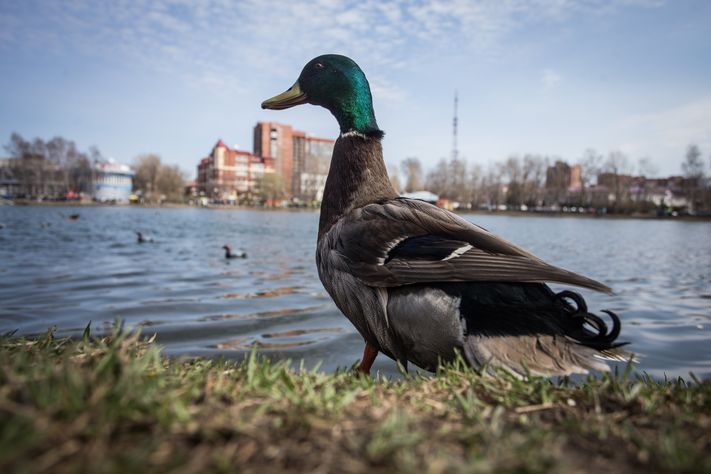 Природа, Томские новости, утки популяция сезон охоты открыт сезон охоты когда можно стрелять уток пернатая дичь Популяция уток в Томской области могла пострадать из-за отмененной весенней охоты - эксперт
