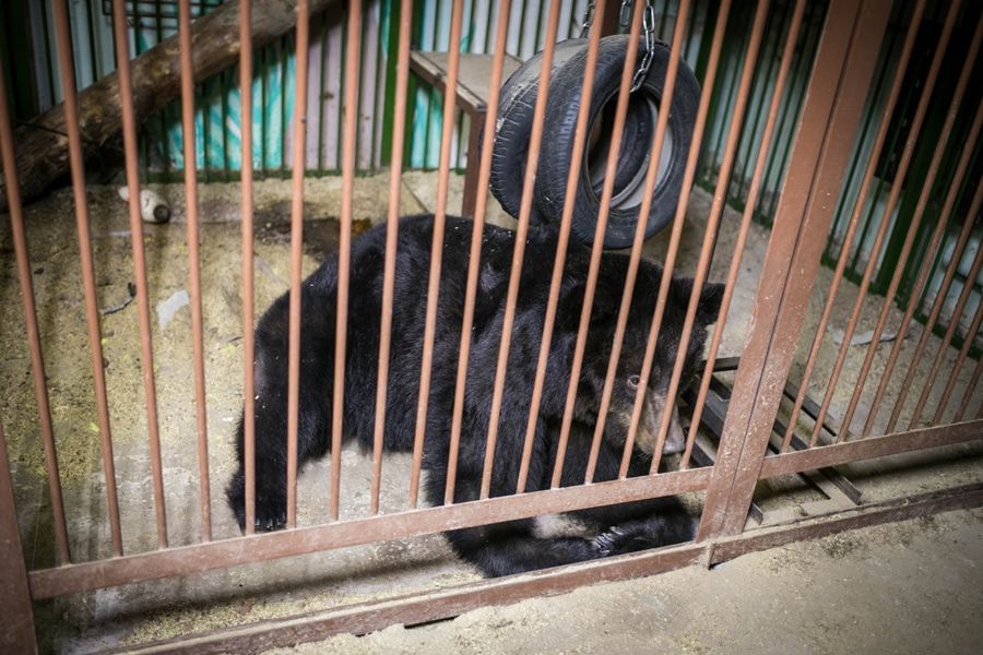 Томские новости, Маня Челябинск сбор средств Тотем медведица Медведица Маня из томского зоопарка «Тотем» отправляется в Челябинск