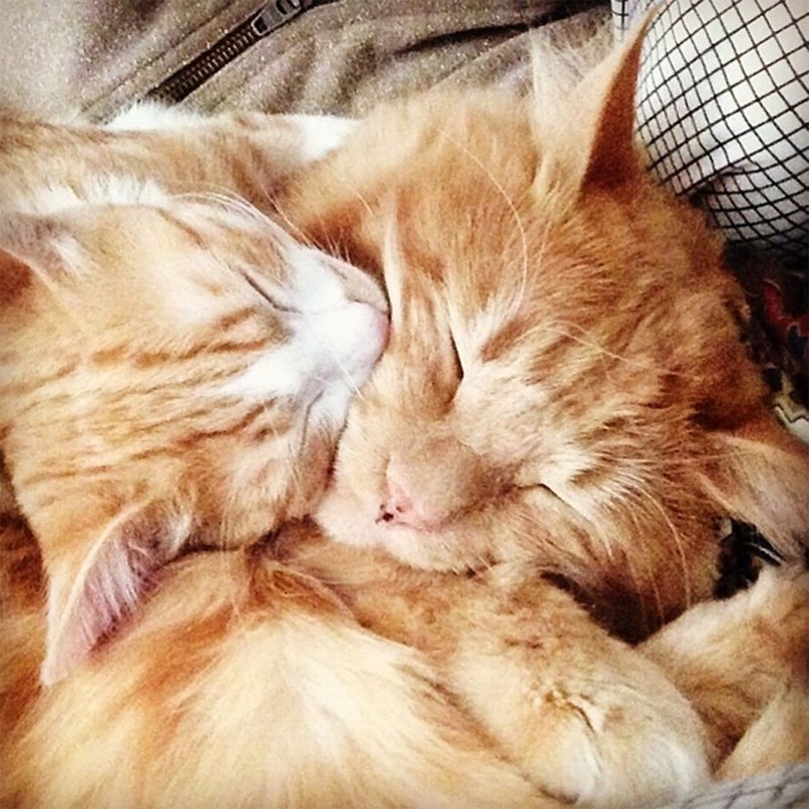 Посмотри! 10 историй из жизни томских котов Корнея и Семена