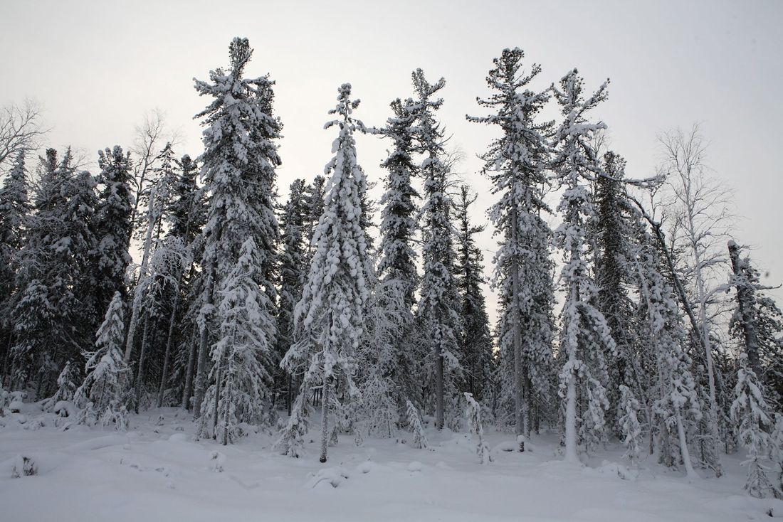 Томские новости, Томскнефть ВНК, пенсионер заблудился томскнефть нефтяники лес Томские нефтяники спасли заблудившегося в лесу пенсионера