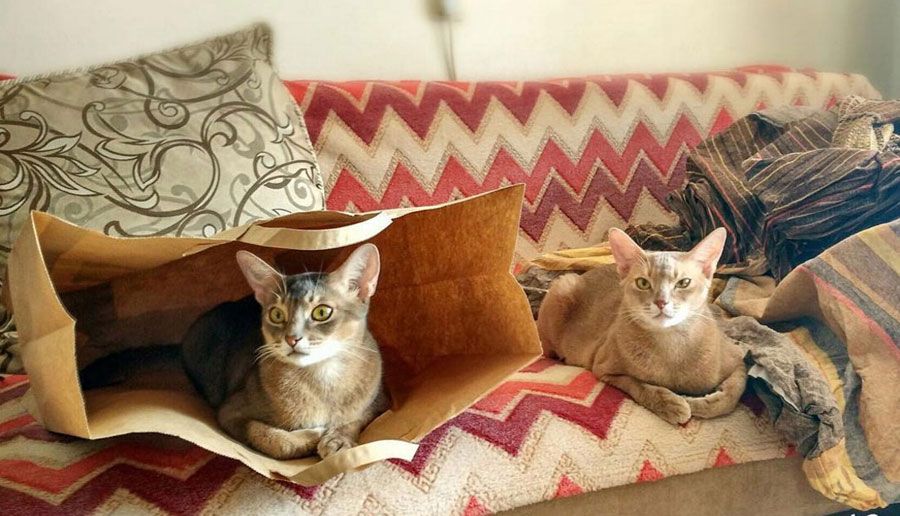 Дневник недели: абикоты, пакеты и Ежевика