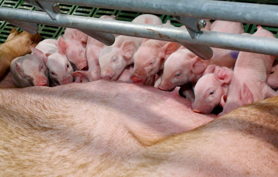 Первая тысяча.В свинокомплексе «Томский» появились поросята