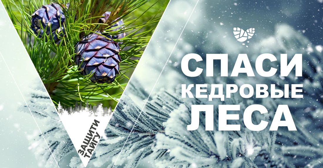 Погода и природа, Томские новости, Сибирь кедр Гринпис промышленная рубка Дальний восток петиция Экологи протестуют против промышленных рубок кедровых лесов Сибири