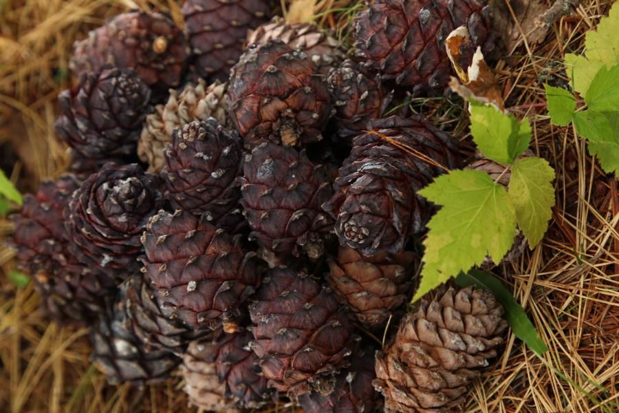 Лес, вода, почва: как «Томскнефть» помогает поддерживать экологический баланс региона