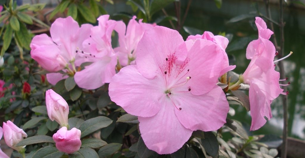 Томские новости, ботанический сад ТГУ азалии экскурсии В томском Ботсаду зацвели около 60 сортов азалий (ФОТО)