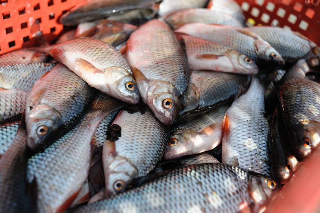 Предприятия Томска и области, Томские новости, ртуть рыбозавод проверки нарушения рыба отравленая Колпашевский рыбзавод оспорит в суде итоги проверки, выявившей в продукции превышение норм по ртути