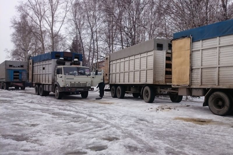 Томские новости, нарушение лошадь штраф В Томской области остановили КамАЗы, перевозившие более 70 лошадей