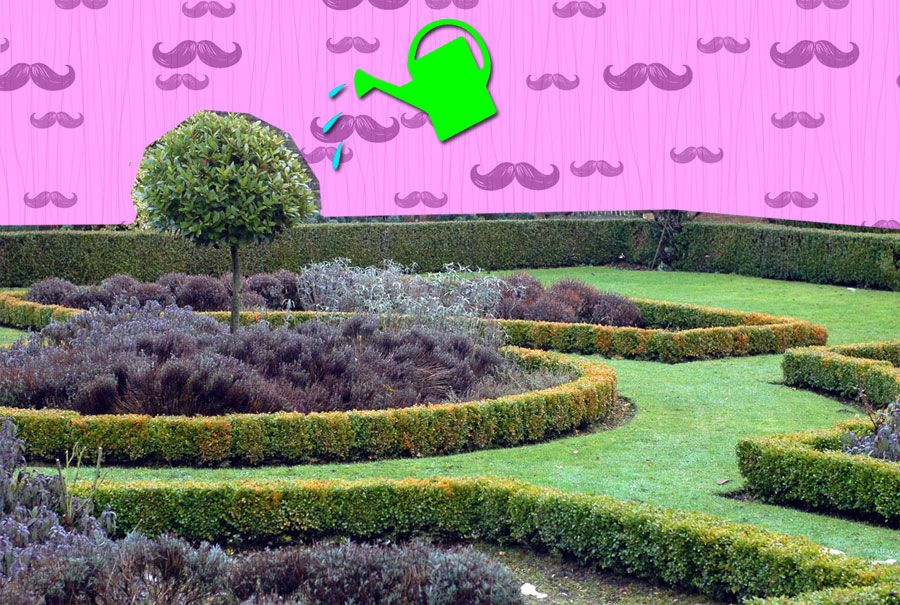 Привет, ботаники! 5 растений, которые сделают сибирский сад необычным