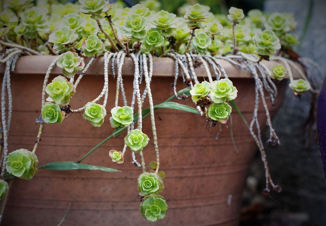 Инновации и технологии, Томские новости, Томск ТУСУР студент система полив уход растения автомат интернет сеть В Томске создадут «няню-автомат» для ухода за комнатными растениями
