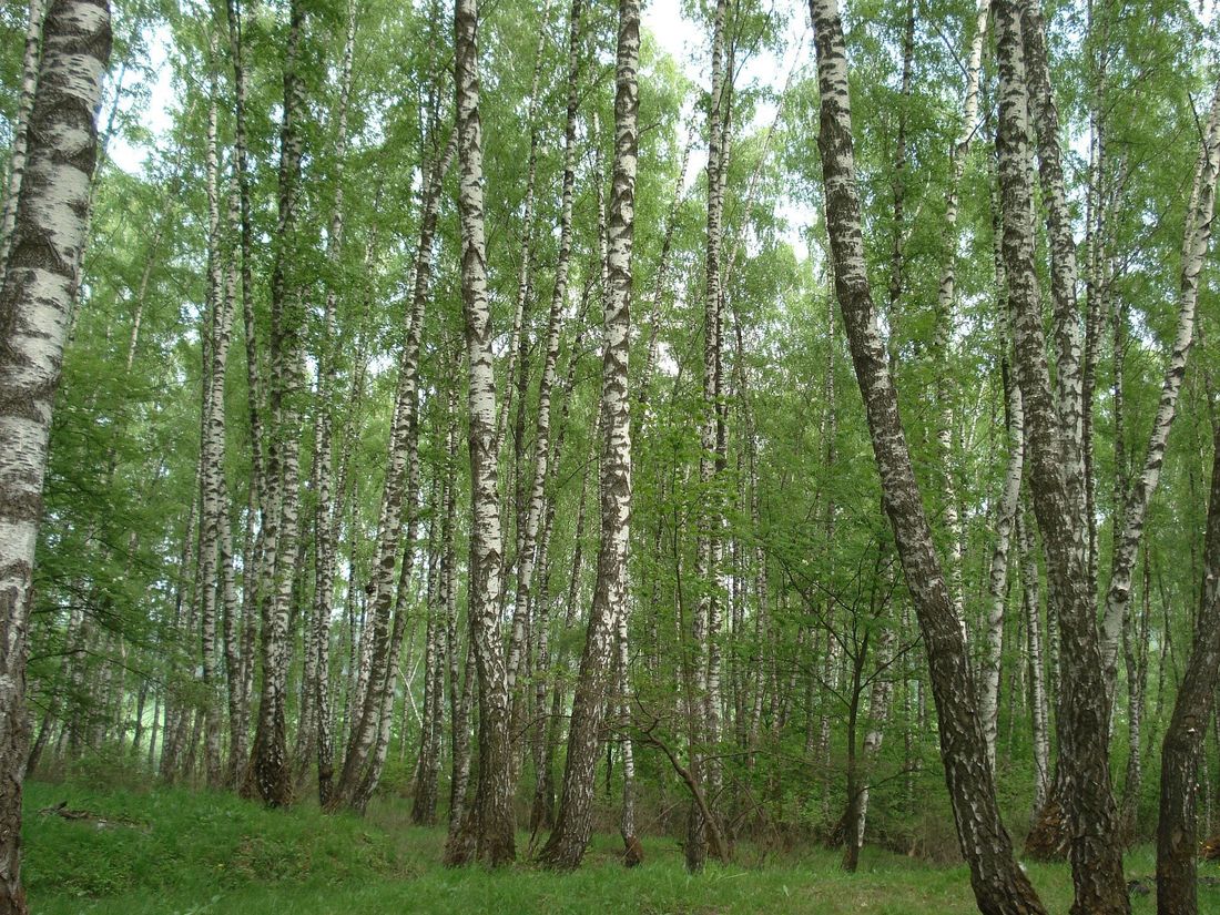 Дума Томска, Жизненное пространство, Погода и природа, Томские новости, Томск клещи обработка Гордума депутаты На этой неделе в Томске начнется обработка от клещей