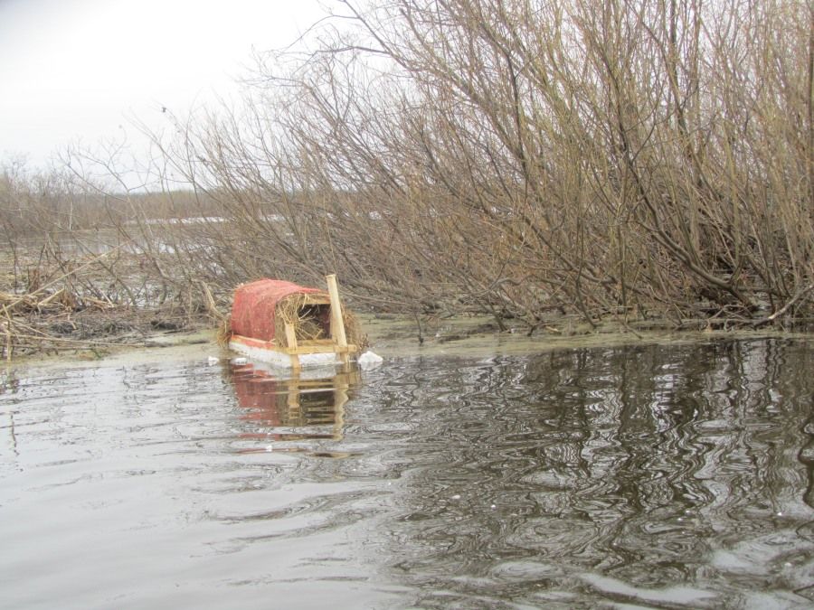 Природа, Томские новости, водоплавающие птицы домики для уточек Коларово Томские экологи установили 45 искусственных домиков для уточек (ФОТО)