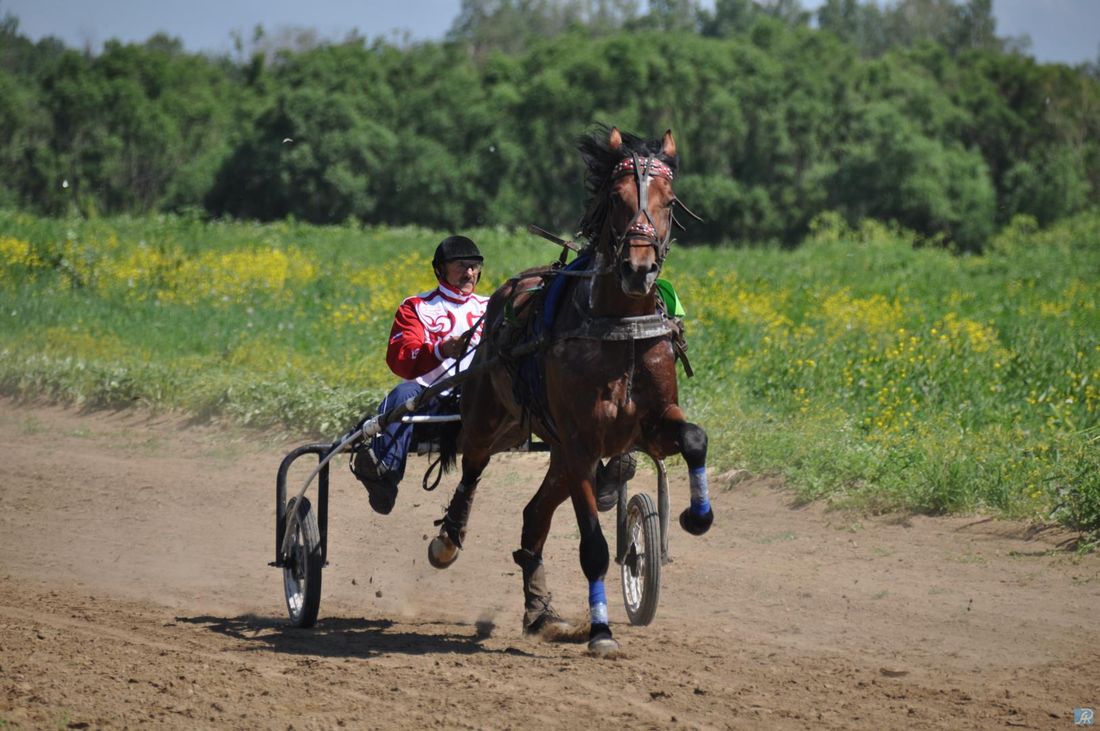 Конкурсы и акции, Отдых, Томские новости, скачки Праздник у реки Вершинино Колпаков наездники В Томском селе прошел фестиваль славянских традиций и конные скачки (ФОТО)