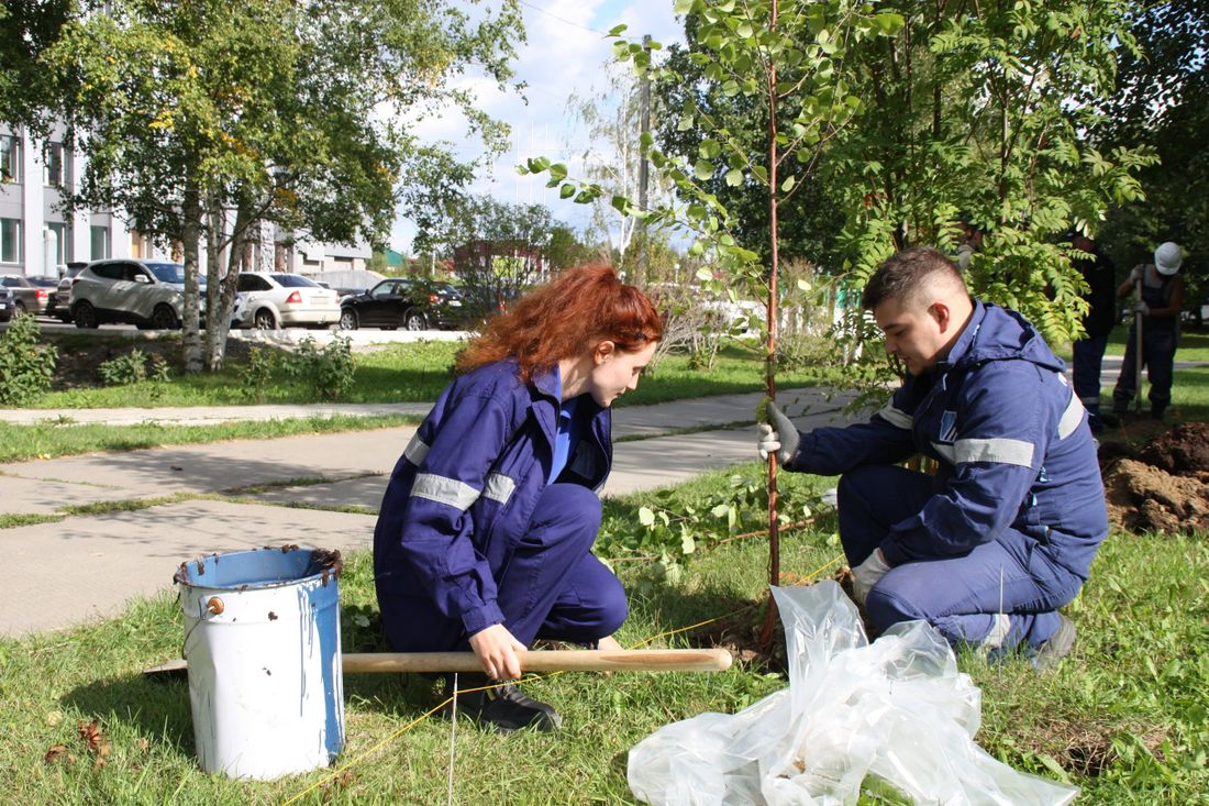 Томские новости, Томскнефть ВНК, Томскнефть экология аллея посадка Стрежевой саженцы Молодые сотрудники «Томскнефти» высадили аллею в Стрежевом