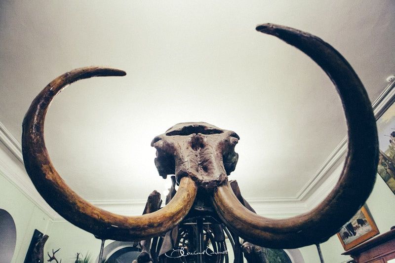 Образование и наука, ТГУ, Томские новости, ТГУ ученые палеонтологи мамонт музей раскопки Томские палеонтологи предлагают создать музей мамонтов в Новосибирской области