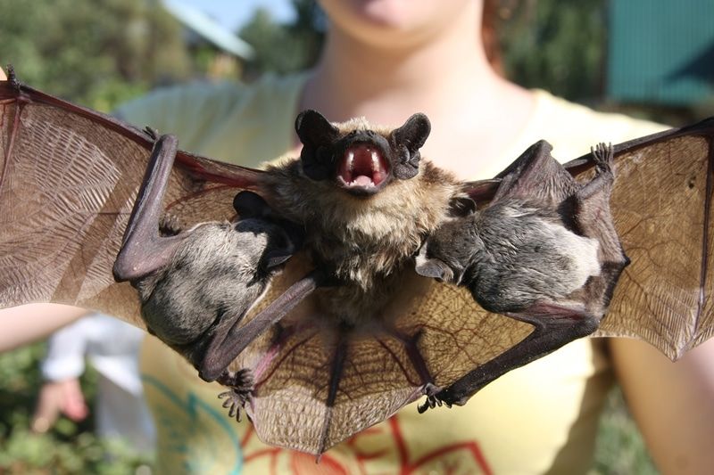 Образование и наука, Томские новости, Томск ТГУ летучие мыши бешенство исследование Томских летучих мышей проверят на наличие вируса бешенства