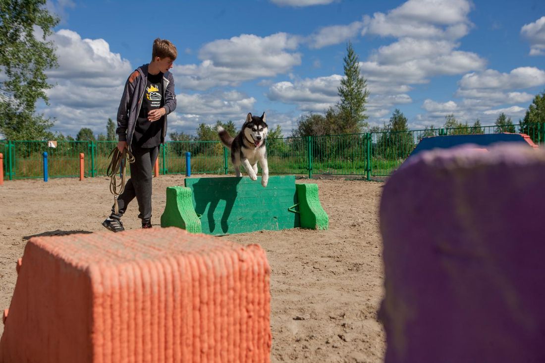 В мире животных, Дума Томска, Томские новости, Дума Томска депутаты гордума площадка собаки выгул Первая площадка для выгула собак появилась в Томске (ФОТО)