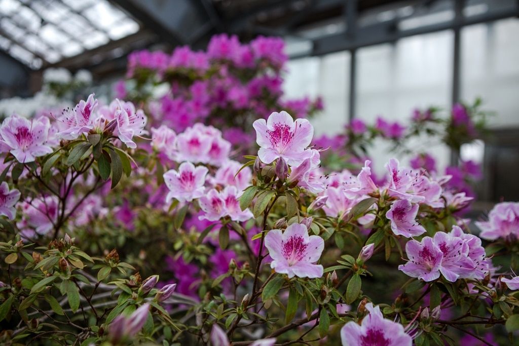 Зелень в городе, Отдых, ТГУ, Томские новости, азалии ботанический сад посмотреть на цветы В Ботсаду ТГУ зацвели сто сортов азалий (ФОТО)