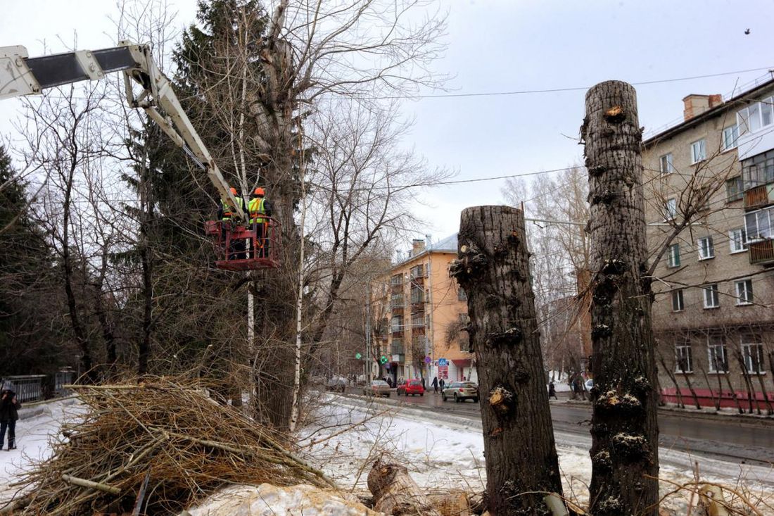 Городское благоустройство, Зелень в городе, Томские новости, аллеи тополя безопасные аллеи благоустройство активисты В Томске на Кирова обустроят «полноценные и безопасные аллеи»