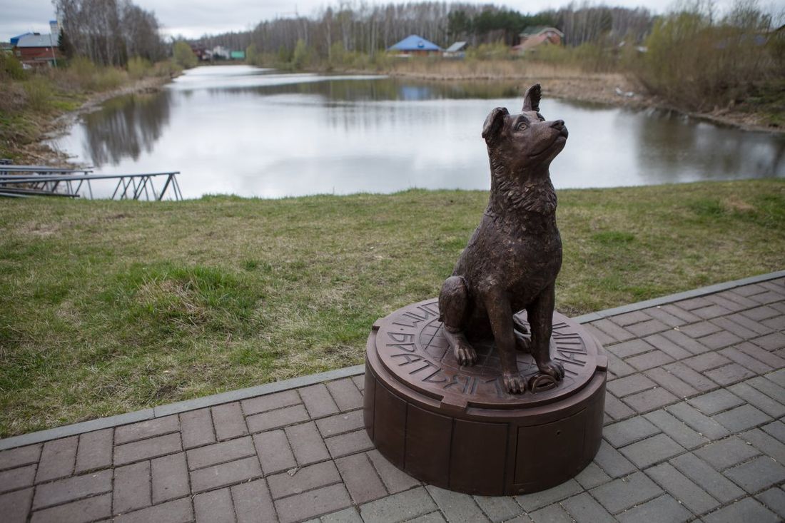 Памятники, Томские новости, памятник копилка собака чугун спасти животных Чугунная собака-копилка появилась у общежития ТГУ (ФОТО)