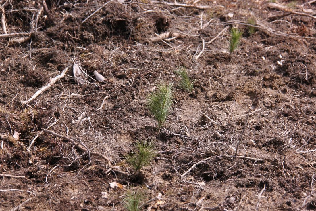 Томские новости, Томскнефть ВНК, нефтяники урон недропользователи томскнефть «Томскнефть» проводит компенсационные посадки кедров (ФОТО)