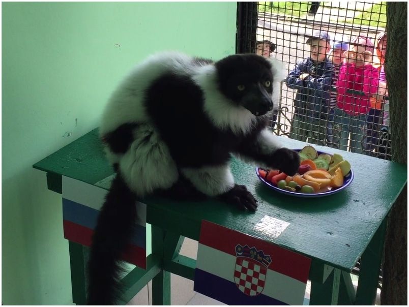 Спорт, Спорт в Томске, Томские новости, лемур предсказание россия — хорватия матч 1/4 чемпионата мира по футболу футбол чемпионат Северский лемур Мила предсказала проигрыш сборной России в матче ЧМ против Хорватии (ВИДЕО)