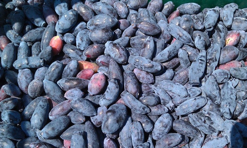 Праздники, Томские новости, жимолость туроператоры праздник ягода Томичей отвезут на праздник жимолости в Бакчаре