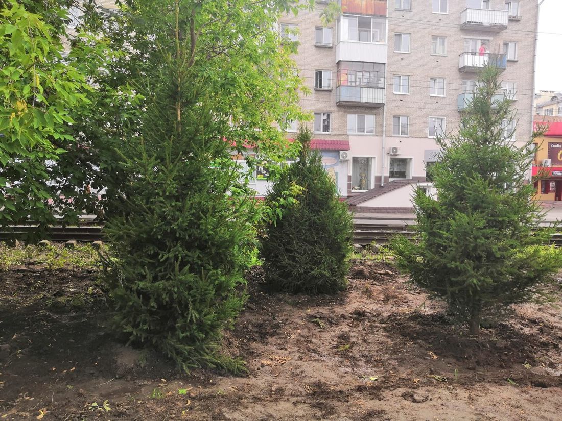 Городское благоустройство, Томские новости, озеленение экология ландщафт С начала года в томских микрорайонах высадили более 260 деревьев