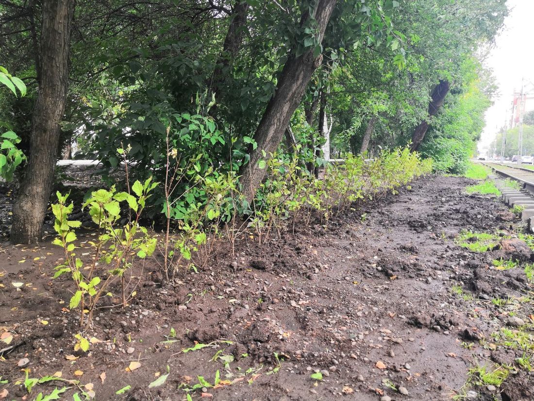 Городское благоустройство, Зелень в городе, Томские новости, город зелень посадили деревья засадили кустарники благоустройство легкие города рубят тополя В Томске стартовали осенние посадки деревьев и кустарников